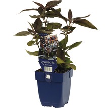 Vrbina brvitá FloraSelf Lysimachia ciliata 'Fire Cracker' výška 5-60 cm květináč 0,5 l