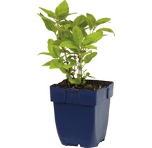 Vrbina tečkovaná FloraSelf Lysimachia punctata 5-70 cm květináč 0,5 l