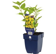 Vrbina tečkovaná FloraSelf Lysimachia punctata 5-70 cm květináč 0,5 l