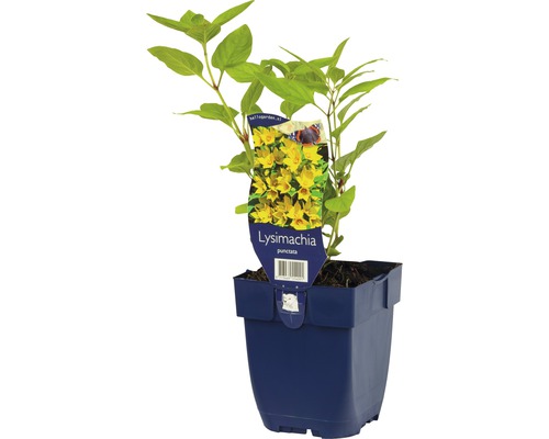 Vrbina tečkovaná FloraSelf Lysimachia punctata 5-70 cm květináč 0,5 l