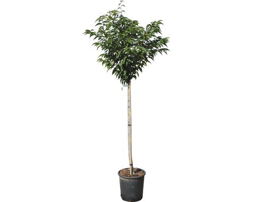 Kulovitá akácie v květináči