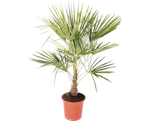 Palma konopná, žumara ztepilá FloraSelf Trachycarpus fortunei 60-80 cm květináč Ø 25 cm