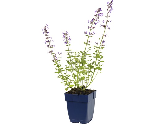 Šanta kočičí v květináči