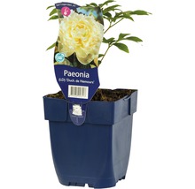 Pivoňka čínská plnokvětá bílá FloraSelf Paeonia lactiflora 'Duchesse de Nemours' 5-50 cm květináč 0,5 l