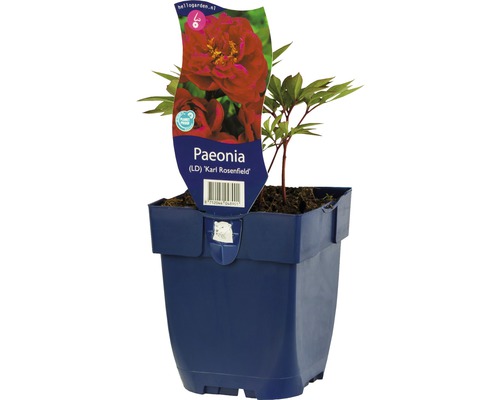 Pivoňka červená FloraSelf Paeonia-kultivar 'Karl Rosenfield' 5-80 cm květináč 0,5 l plnokvětá