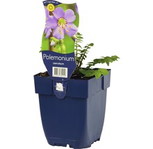 Jirnice modrá FloraSelf Polemonium careuleum 5-80 cm květináč 0,5 l