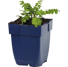 Jirnice modrá FloraSelf Polemonium careuleum 5-80 cm květináč 0,5 l
