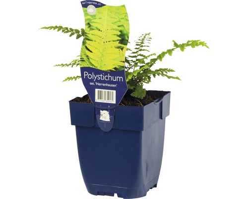 Kapradina štětinonosná plochá FloraSelf Polystichum sertiferum 'Herrenhausen 5-30 cm květináč 0,5 l