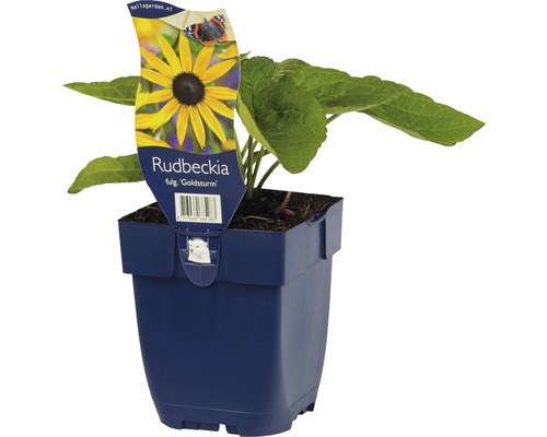Rudbeckia Goldsturm v květináči