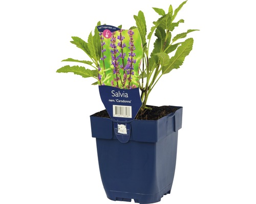 Šalvěj ''Caradonna'' v květináči