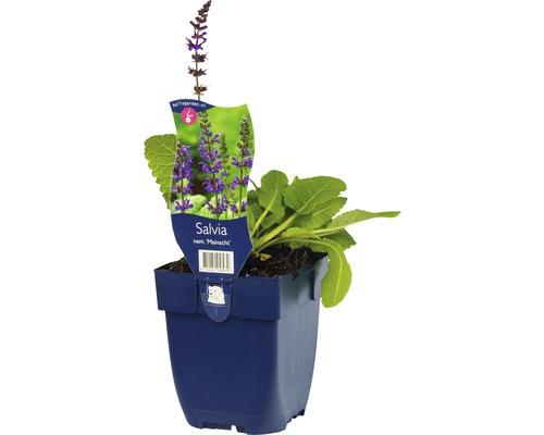Šalvěj hajní FloraSelf Salvia nemorosa 'Mainacht' výška 5-20 cm květináč 0,5 l Šalvěj v květináči