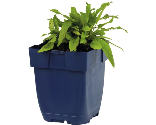 Rostlina v květináči