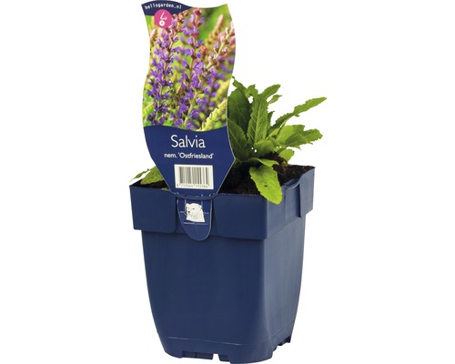 Šalvěj hajní FloraSelf Salvia nemorosa 'Ostfriesland' výška 5-20 cm květináč 0,5 l Šalvěj ''Ostfriesland'' v květináči