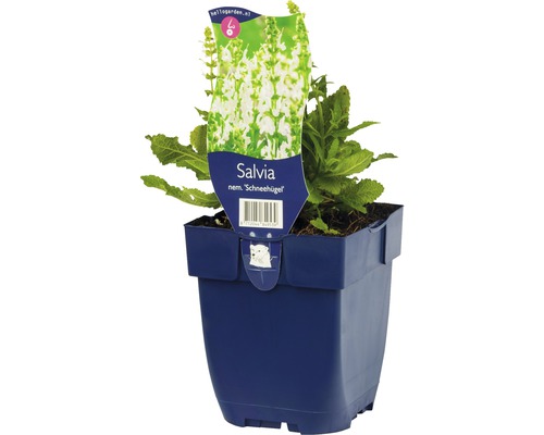 Šalvěj hajní FloraSelf Salvia nemorosa 'Schneehuegel' výška 5-20 cm květináč 0,5 l Šalvěj ''Schneehügel'' v květináči