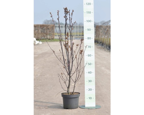 Slivoň myrobalán FloraSelf Prunus cerasifera 'Nigra' 40 cm květináč 5 l