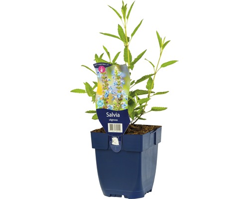 Šalvěj bažinná FloraSelf Salvia ulginosa výška 5-20 cm květináč 0,5 l