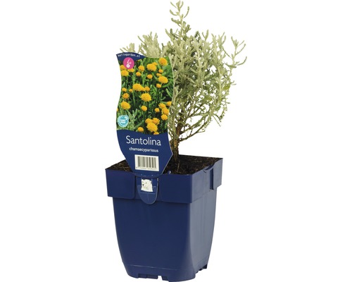 Svatolína cypřišová FloraSelf Santolina chamaecyparissus 5-40 cm květináč 0,5 l Svatolína cypřišková rostlina v modrém květináči