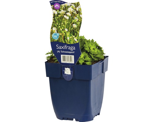 lomikámen ''Schneeteppich'' v květináči