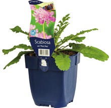 Hlaváč fialový FloraSelf Scaboisa columbaria 'Pink Mist' výška 5-30 cm květináč 0,5 l