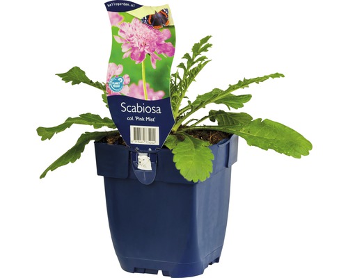 Hlaváč fialový FloraSelf Scaboisa columbaria 'Pink Mist' výška 5-30 cm květináč 0,5 l