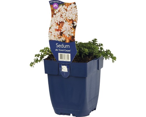 Rozchodník bílý FloraSelf Sedum album 'Coral Carpet' výška 3-5 cm květináč 0,5 l Rozchodník ''Coral Carpet'' v květináči