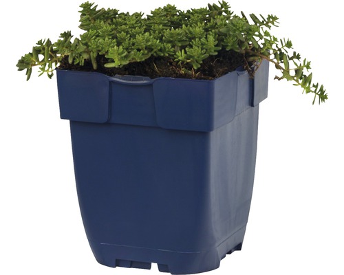 Rozchodník v modrém květináči