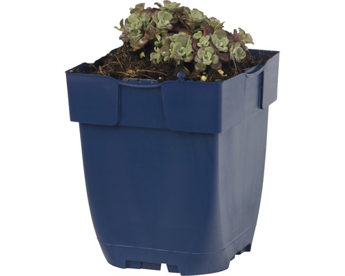 Netřesk ve modrém plastovém květináči