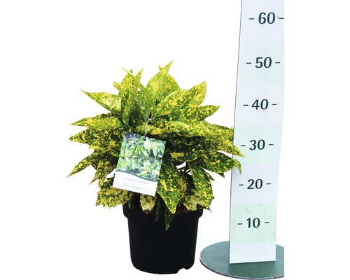 Pokojová rostlina Codieum v černém květináči s měřicí stupnicí