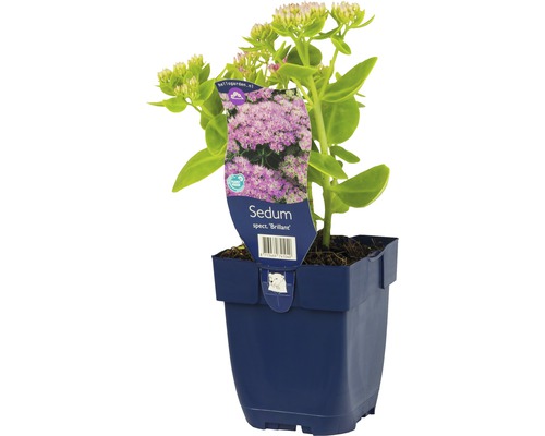 Rozchodník nádherný FloraSelf Sedum spectabile 'Brillant' výška 5-20 cm květináč 0,5 l