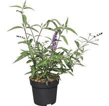 Motýlí keř, komule Davidova FloraSelf Buddleja davidii 'Empire Blue' výška 60-80 cm květináč 4,5 l
