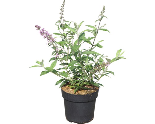 Komule Davidova v květináči