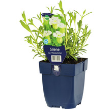 Silenka kavkazská FloraSelf Silene maritima 'Weisskelchen 5-20 cm květináč 0,5 l