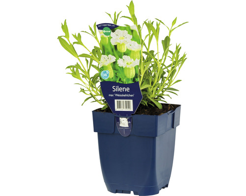 Silenka kavkazská FloraSelf Silene maritima 'Weisskelchen 5-20 cm květináč 0,5 l Tařička v květináči