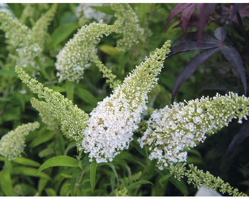 Motýlí keř, komule Davidova FloraSelf Buddleja davidii 'White Profusion' výška 60-80 cm květináč 4,5 l Motýlí keř, komule Davidova FloraSelf Buddleja davidii 'White Profusion' výška 60-80 cm květináč 4,5 l