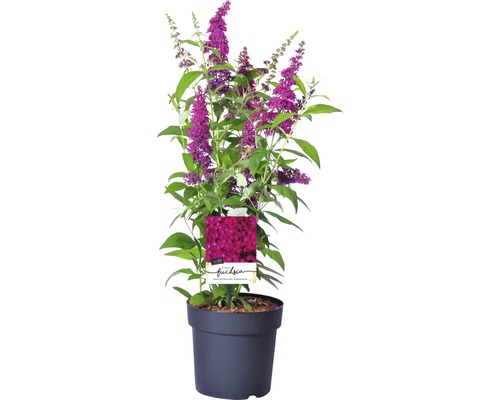 Motýlí keř v květináči