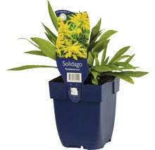 Zlatobýl Solidago-kultivar 'Srahlenkrone' výška 5-80 cm květináč 0,5 l