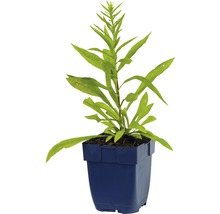 Zlatobýl Solidago-kultivar 'Srahlenkrone' výška 5-80 cm květináč 0,5 l