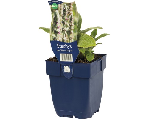 Čistec vlnatý FloraSelf Stachys byzantina 'Silver Carbet' 5-30 cm květináč 0,5 l