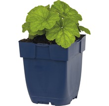 Mitrovka velkokvětá FloraSelf Tellmia grandiflora výška 5-30 cm květináč 0,5 l