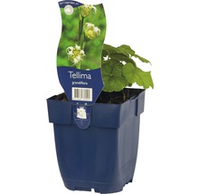 Mitrovka velkokvětá FloraSelf Tellmia grandiflora výška 5-30 cm květináč 0,5 l