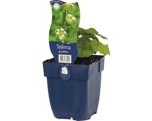 Mitrovka velkokvětá FloraSelf Tellmia grandiflora výška 5-30 cm květináč 0,5 l Rostlina Tellima grandiflora v květináči
