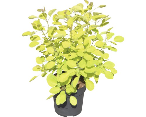 Škumpa vlasatá v květináči