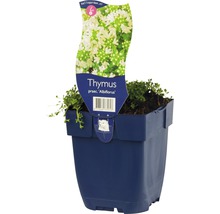 Mateřídouška časná FloraSelf Thymus 'Albiflorus' cca 5 cm květináč 0,5 l