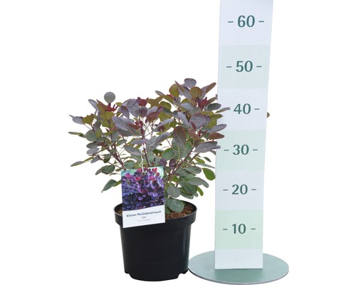 Malý škumpa vlasatá v květináči s uvedením výšky.