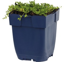 Mateřídouška časná FloraSelf Thymus 'Albiflorus' cca 5 cm květináč 0,5 l