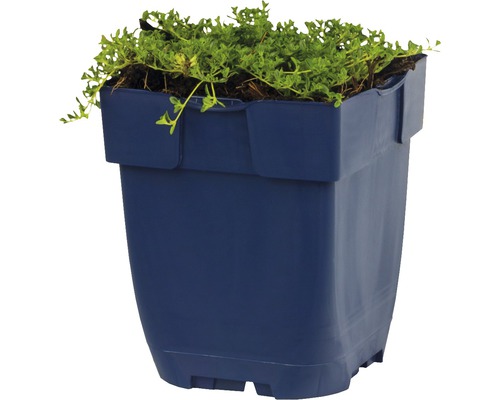 Modrý květináč se zelenými rostlinami