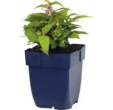 Liliovka srstnatá FloraSelf Tricyrtis hirta 5-60 cm květináč 0,5 l