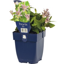 Liliovka srstnatá FloraSelf Tricyrtis hirta 5-60 cm květináč 0,5 l
