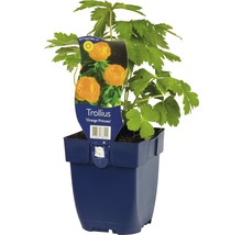 Upolín FloraSelf Trollius 'Orange Princess' 5-20 cm květináč 0,5 l