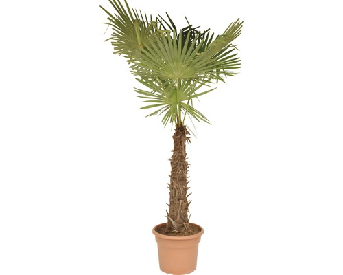 Palma konopná, žumara ztepilá FloraSelf Trachycarpus fortunei kmen 50-60 cm celková výška 120-140 cm květináč Ø 40 cm